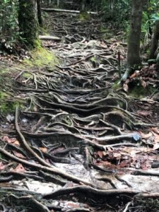Borneo (2)