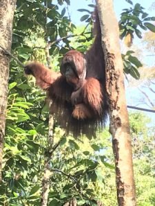 Borneo