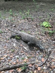 Komodo