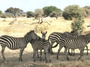 Serengeti 1