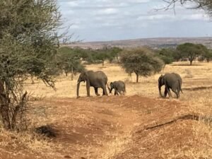 Serengeti 2