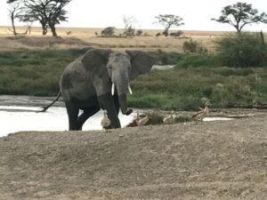 Serengeti 3