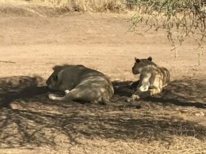 Serengeti 4